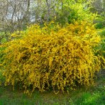 Kéria japonská (Kerria japonica) ´PLENIFLORA´ - výška 15-25 cm, kont. C2L